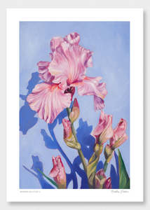 Bearded Iris Study 1