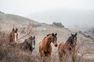 Products: High Country Horses 4 - ER Imaging Photography