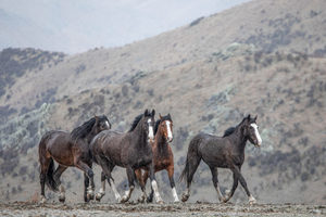High Country Horses 9 - ER Imaging Photography