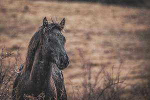 High Country Horses 8 - ER Imaging Photography