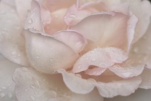 Products: Botanicals 3 - ER Imaging Photography