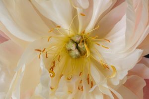Products: Botanicals 2 - ER Imaging Photography