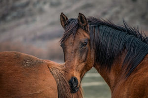 Products: High Country Horses 12 - ER Imaging Photography