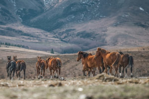 Products: High Country Horses 14 - ER Imaging Photography