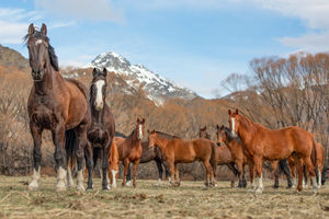 Products: High Country Horses 17 - ER Imaging Photography