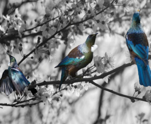 Nz Native Birds: Tūi Blossom - Black and White - Splashback - Glass Only