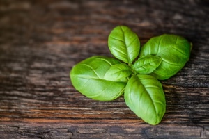 Products: Basil - Essential Oils of New Zealand