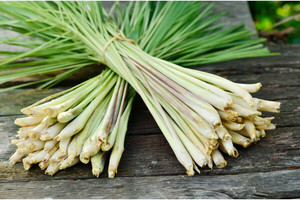 Products: Lemongrass - Essential Oils of New Zealand
