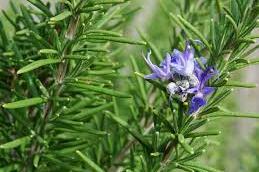 Products: Rosemary - Essential Oils of New Zealand