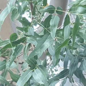 Estate Aromatics: Willow Peppermint Essential Oil