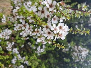 Estate Aromatics: Mānuka Essential Oil