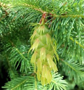Estate Aromatics: Douglas Fir Essential Oil