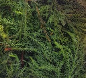 Estate Aromatics: Japanese Cedar (Sugi) Essential Oil