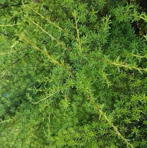 Kānuka Essential Oil