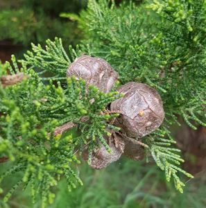 Estate Aromatics: Monterey Cypress (Macrocarpa) Essential Oil