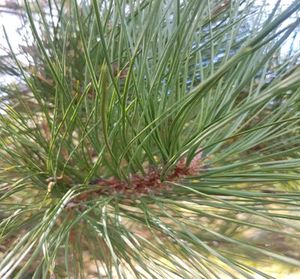 Ponderosa Pine Essential Oil