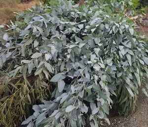 Estate Aromatics: Shining Gum Essential Oil