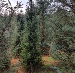 Estate Aromatics: Sitka Spruce Essential Oil
