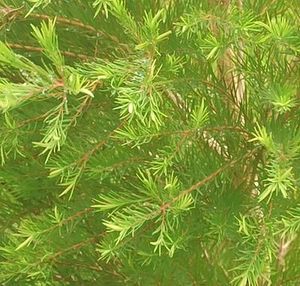 Tea Tree Essential Oil
