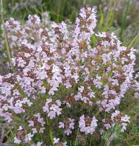 Estate Aromatics: Thyme Essential Oil