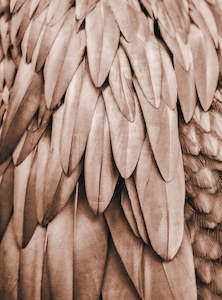 Artist: ARTist - Feathers