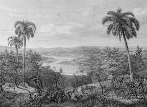 Designwalls 2: Designwalls 2 - Jungle Vintage 2