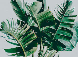 Designwalls 2 - Palm Fronds