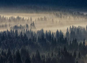 Designwalls 2 - Forest in Fog