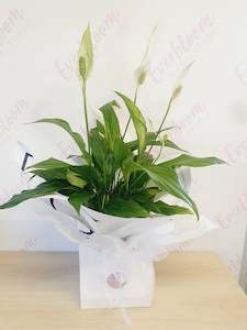 Bereavement Flowers: Potted Peace Lily