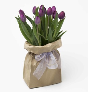 Products: Tulips Cambridge Hamilton Florist