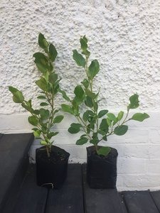 Products: Griselinia 'broadway mint' - FabFlora
