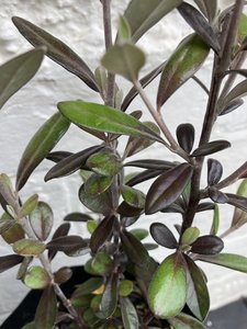 Products: corokia frosted chocolate - FabFlora