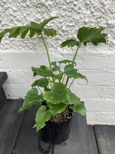 Products: Philodendron 'Shangri-La' - FabFlora