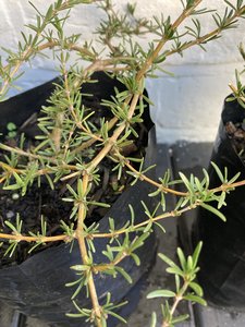 Products: coprosma hawera - FabFlora