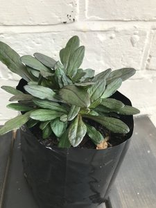 Products: Ajuga 'blueberry muffin' - FabFlora