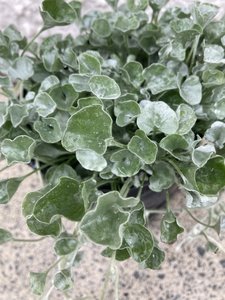 Products: Dichondra - FabFlora