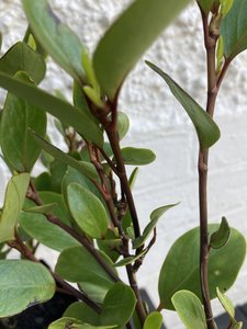Products: Griselinia 'canterbury' LOW STOCK - FabFlora