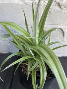 Products: astelia silver spear - FabFlora