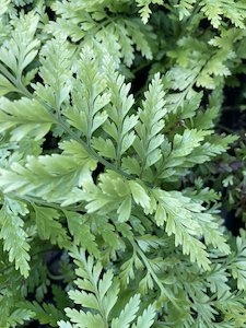 Products: hen and chicken fern - FabFlora