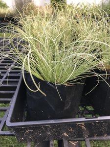Products: Carex Comans Green - FabFlora