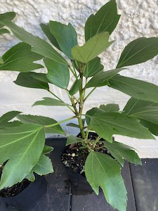 Products: pseudopanax - FabFlora