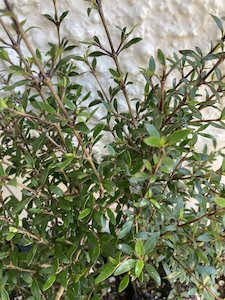 Products: coprosma - FabFlora