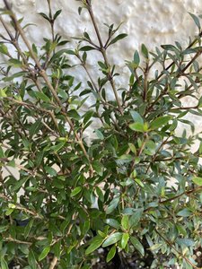 Products: coprosma - FabFlora