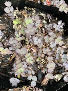 Products: Acaena purpurea - FabFlora