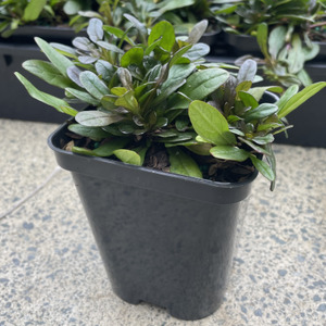 Products: ajuga - chocolate chip - FabFlora