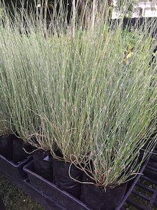 Products: Oi Oi - FabFlora