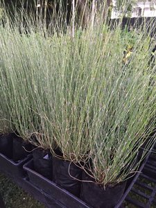 Products: Oi Oi - FabFlora
