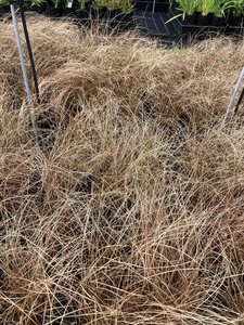 Products: Carex 'coman's bronze' - FabFlora