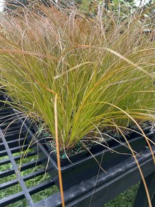 Products: carex testacea - FabFlora