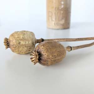 Nature's Treasures - Dried Poppy Seed Shaker